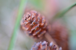 Alder Cone