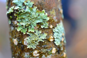 Lichen